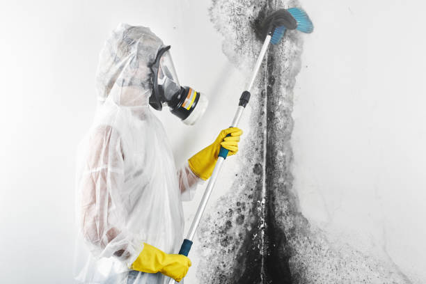 Best Commercial Mold Inspection  in USA